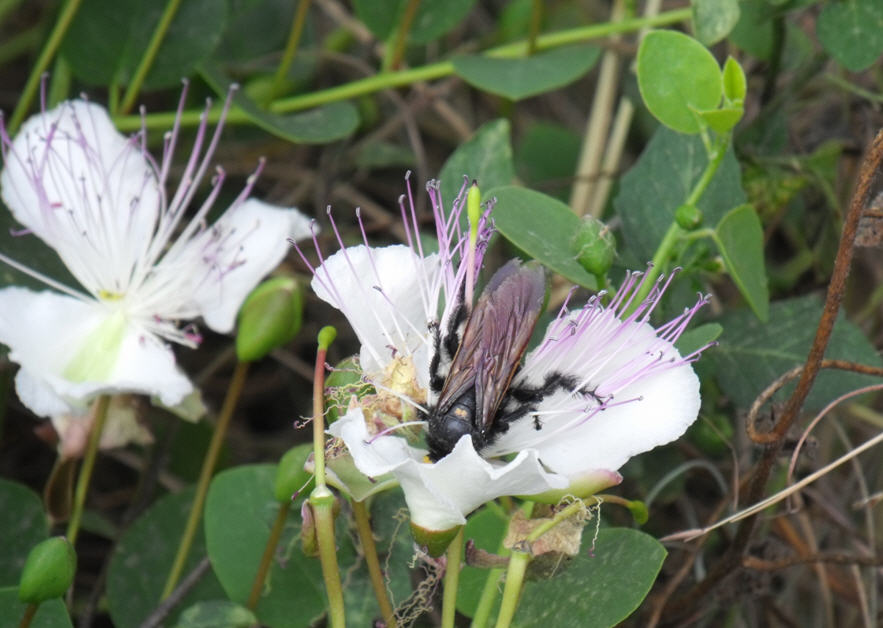 Femmina di Megascolia flavifrons